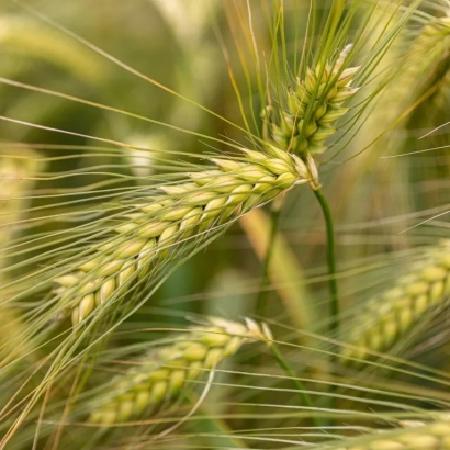 Стебли ячменя на фоне поля - МИП Оскар