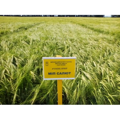 Желтый знак с надписью МИП САЛЮТ на фоне поля ячменя