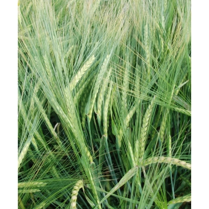 Зелёные колосья ячменя на фоне поля - МИП Шарм