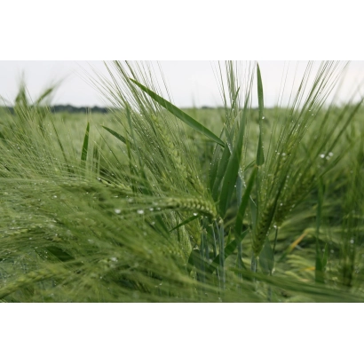 Зеленые стебли ячменя на поле - МИП Сонячний