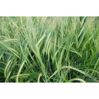 Зелёные стебли ячменя на поле - МИП Вдячний