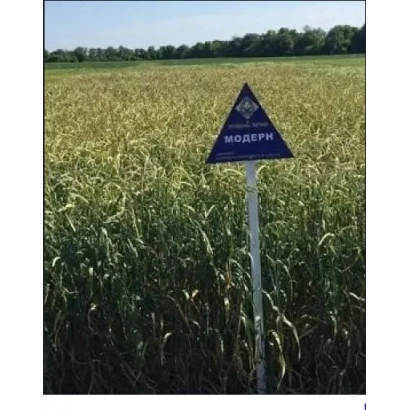 Полевая вывеска с надписью 'Модерн' на фоне ячменя