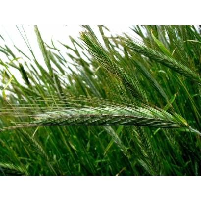 Степь с колосом ячменя - Наоми