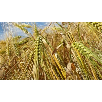 Поле ячменя под голубым небом - Неофит