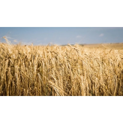 Поле ячменя под голубым небом - Новатор Носивский