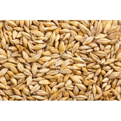 Крупный план ячменя - Нур