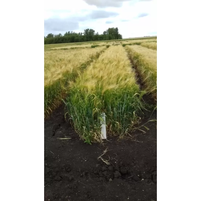 Поле ячменя с маркировкой на фоне неба - НУРГУШ