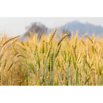 Поле ячменя Горизонт Полесский