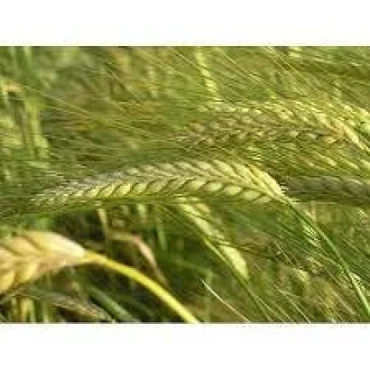 Степь с колосьями ячменя - Одиссей