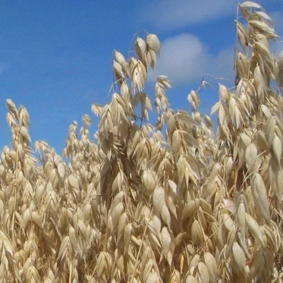 Поле ячменя Овация на фоне голубого неба