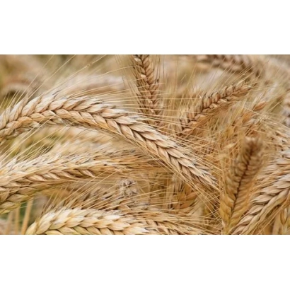 Стебли ячменя на фоне поля - Овертюр