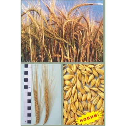 Семечки ячменя Парнас на фоне колоса