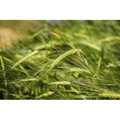 Зеленые колосья ячменя на фоне поля - Патриций