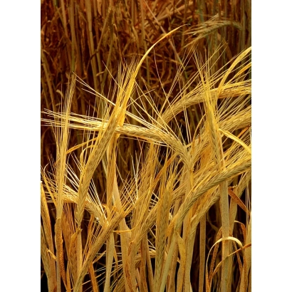 Золоті колосся ячменю на фоні поля - Переможний / Переможний