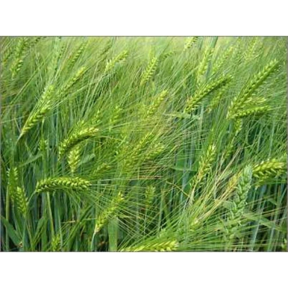 Зелёные колосья ячменя на поле - Пивденный