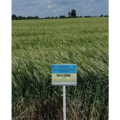 Зерно ячменя сорта ПОДИВ на поле с информационным знаком
