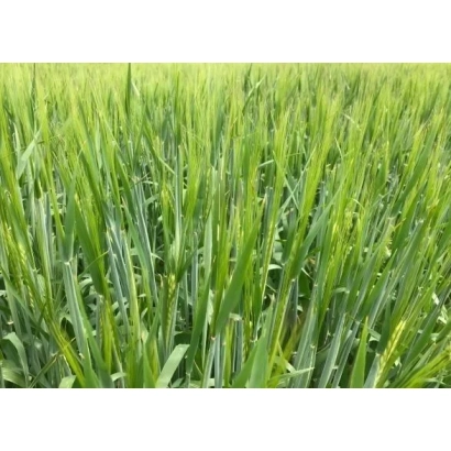 Поле ячменя - Проспект