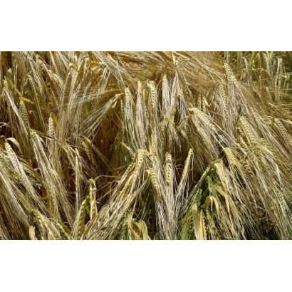 Поле ячменя РАУШАН