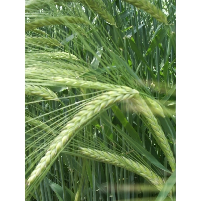 Стебли ячменя на фоне зелёной травы - РЖТ АСТЕРОИД