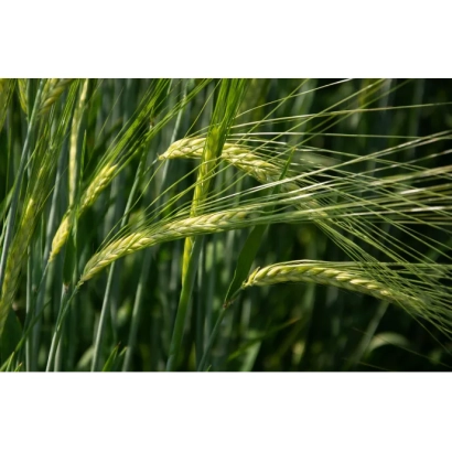 Зелёные колосья ячменя на фоне поля - РЖТ ПЛАНЕТ