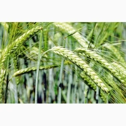 Зелені колосся ячменю на фоні поля - Сяйво