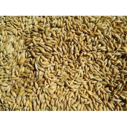 Ячмінь на фоні - Санктрум