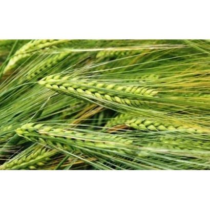 Зеленые колосья ячменя на фоне поля - Скарпия