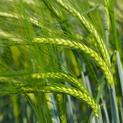 Зеленые колосья ячменя на фоне поля - Щедрик