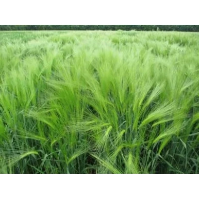 Field of Seym barley against a green landscape
