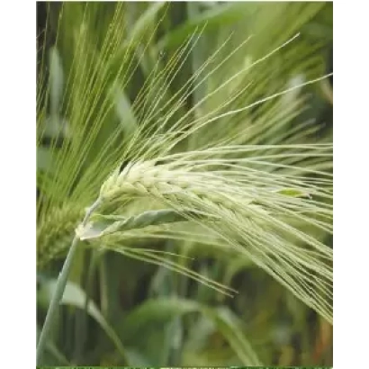 Barley stalks against a green background - Serp