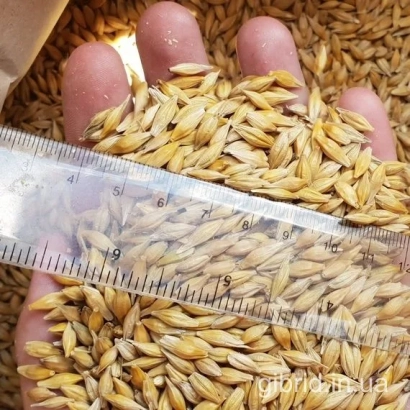 Рука держит ячмень с линейкой для измерения размера зерна - ШЕТТИ