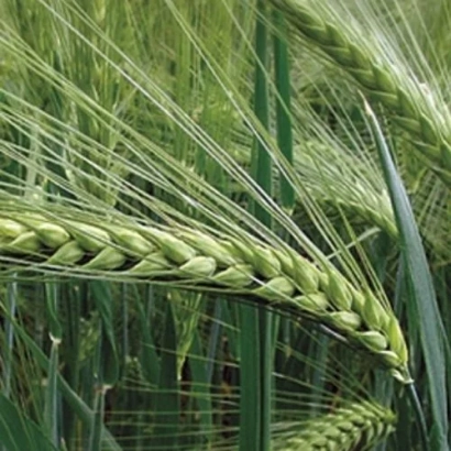 Barley stalks against a green field background - Scarab Palmiri