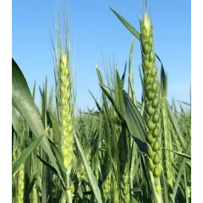 Зеленые колосья ячменя на фоне голубого неба - Степовик