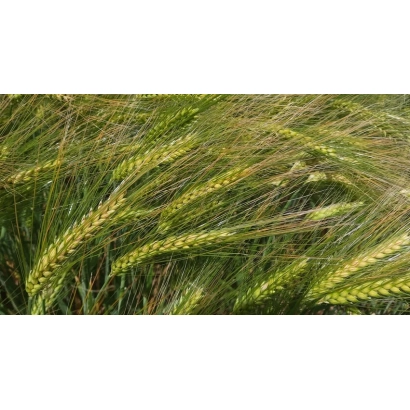 Green barley ears against a field background - SU Midnight