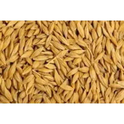 Зерно ячменя на фоні - Світоч