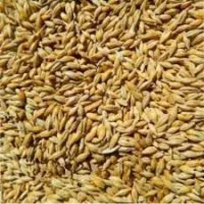 Зерно ячменя на фоні - Таманго