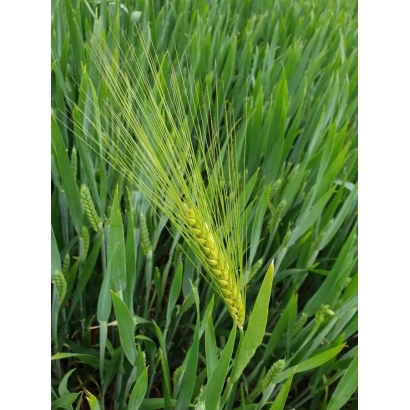 Стебель ячменя на фоне зелёной травы - ТАММИ