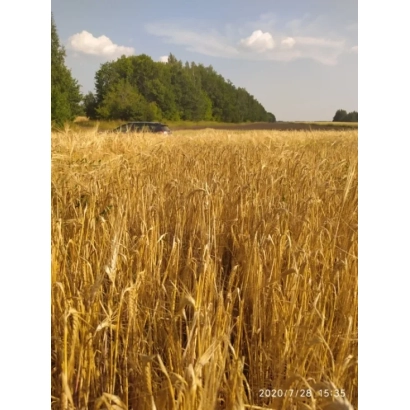 Поле ячменя на фоне леса и неба - ТИМЕРХАН