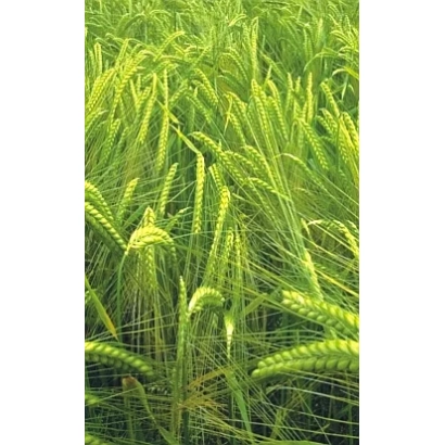 Зелёные колосья ячменя на поле - Толар