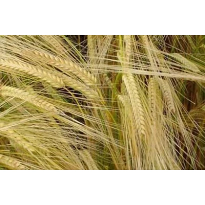 Степь с ячменем - Вакула