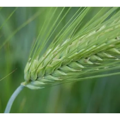 Зеленая колосья ячменя на фоне поля - Версаль