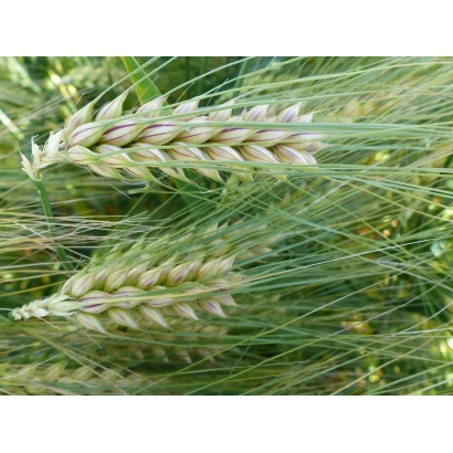 Стебли ячменя на фоне поля - Виола