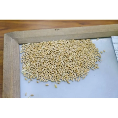 Ячмень на белой поверхности в деревянной рамке - ВОЛГОГРАДСКИЙ 12