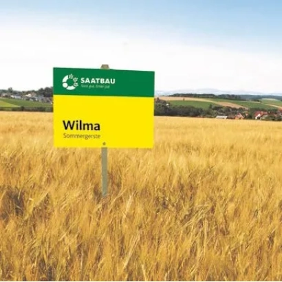 Золотое поле ячменя с зелёно-жёлтым знаком Saatebau Wilma - Вильма