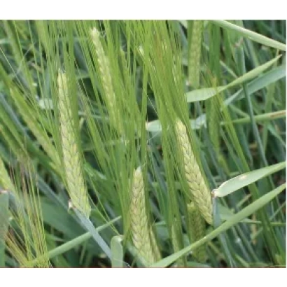 Зерновое растение ячмень на поле - Здобуток