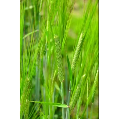 Зеленые стебли ячменя на фоне поля - Жана