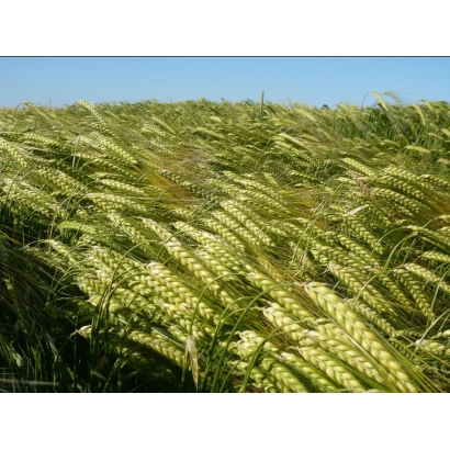 Поле ячменя под голубым небом - ЖИВАГО