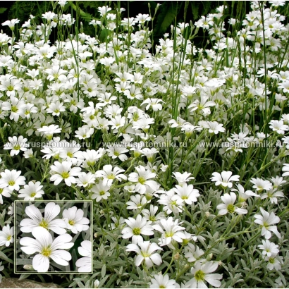 Цветущая ясколка (Мирная) на фоне зелени