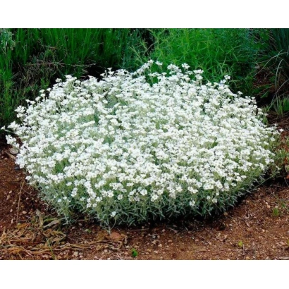 Растение Виктория (Ясколка) в цвету на фоне травы