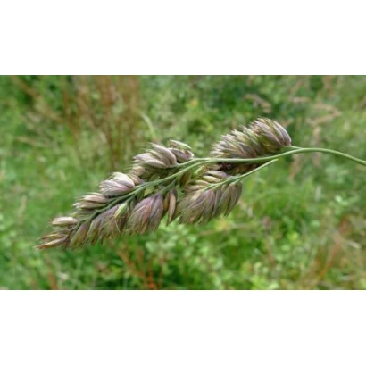 Стебель растения Ежа на фоне зелени - ВИК 61